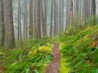 Washington State, Cascades. Mount Baker Snoqualmie NF, Forest trail with moss and fern understory Art Print